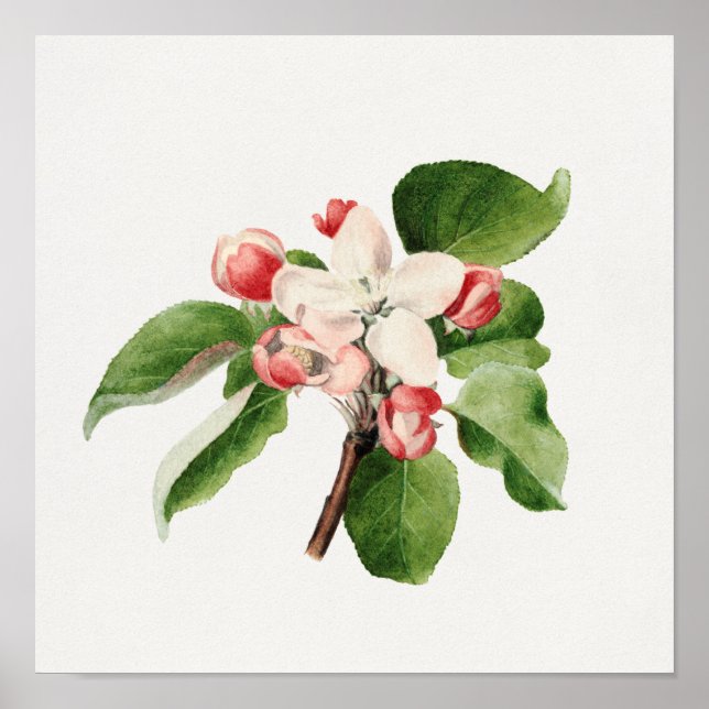 Vintage botanische Illustration Poster (Vorne)