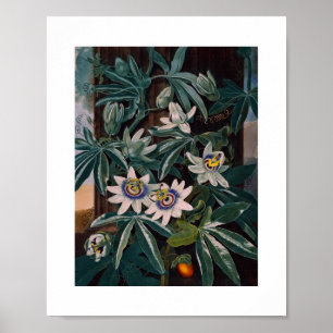 Vintage botanische Illustration Poster