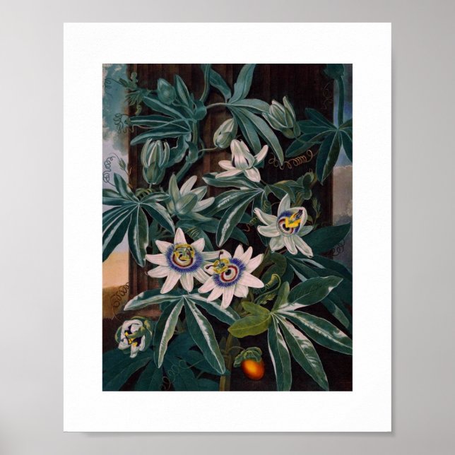 Vintage botanische Illustration Poster (Vorne)