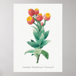 Vintage botanische Illustration Poster