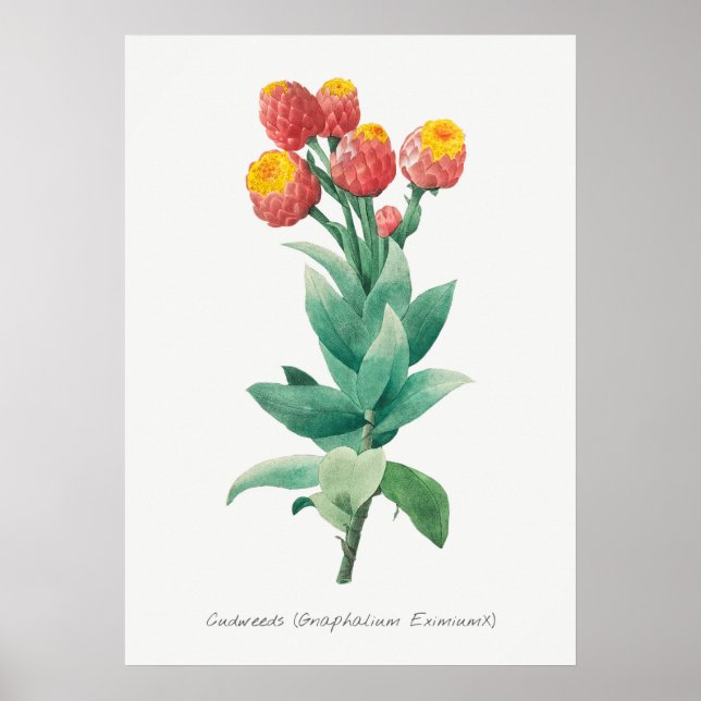 Vintage botanische Illustration Poster (Vorne)