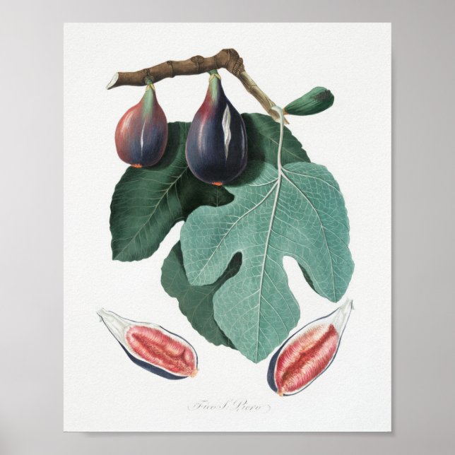 Vintage botanische Illustration Poster (Vorne)