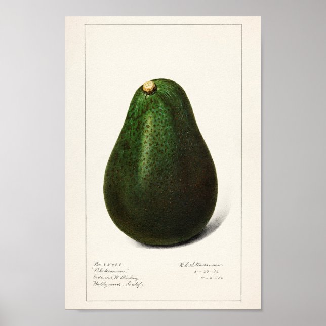 Vintage botanische Illustration Poster (Vorne)