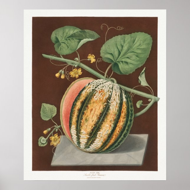 Vintage botanische Illustration Poster (Vorne)