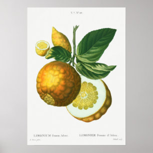 Vintage botanische Illustration Poster