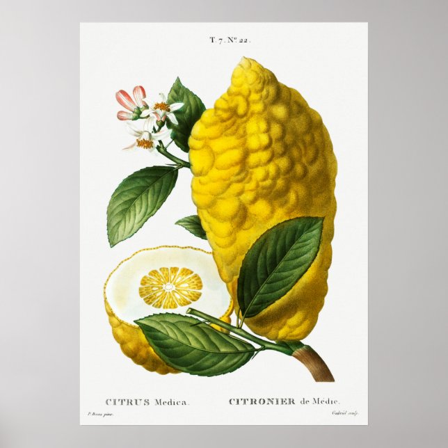 Vintage botanische Illustration Poster (Vorne)