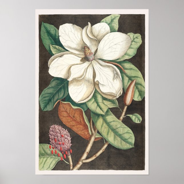 Vintage botanische Illustration Poster (Vorne)