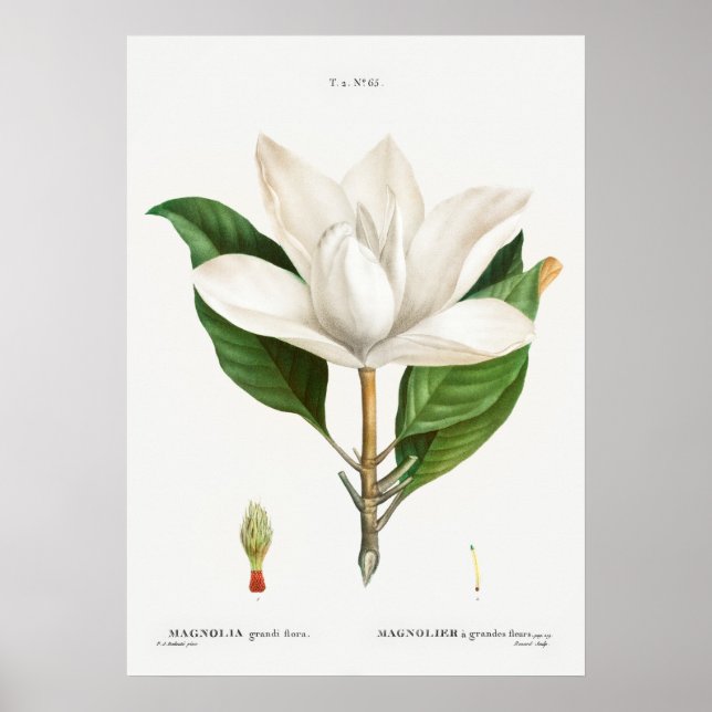 Vintage botanische Illustration Poster (Vorne)