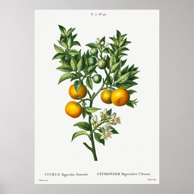 Vintage botanische Illustration Poster (Vorne)