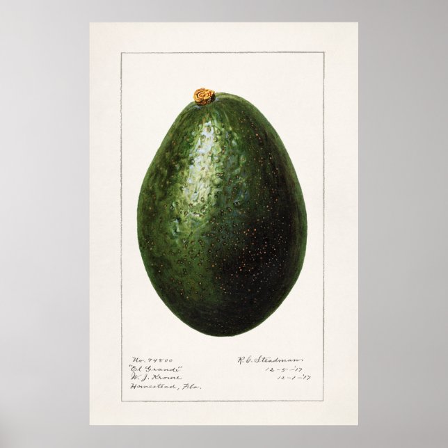 Vintage botanische Illustration Poster (Vorne)