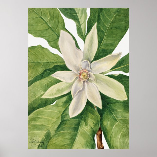 Vintage botanische Illustration Poster (Vorne)