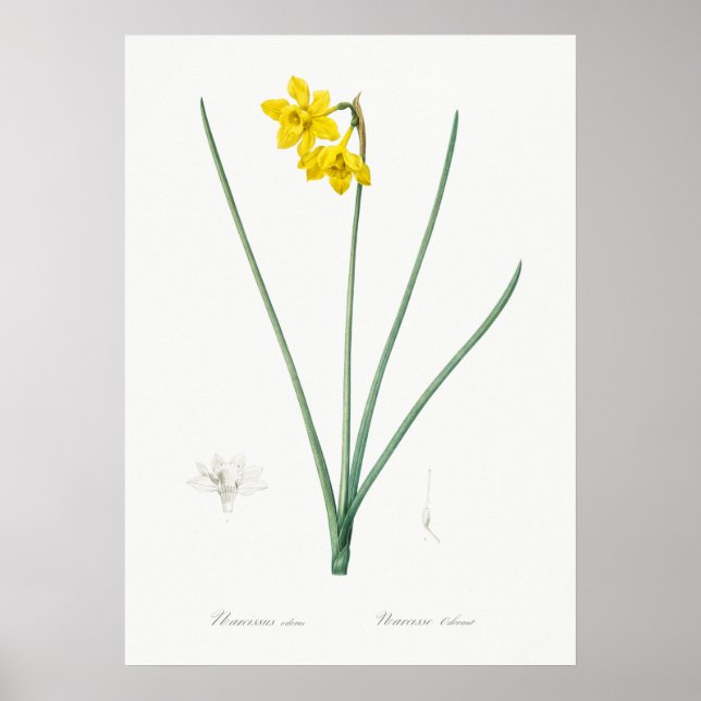 Vintage botanische Illustration Poster (Vorne)