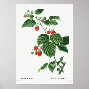 Vintage botanische Illustration Poster