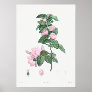 Vintage botanische Illustration Poster