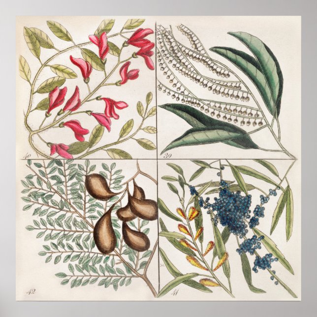 Vintage botanische Illustration Poster (Vorne)