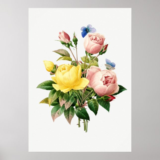 Vintage botanische Illustration Poster (Vorne)
