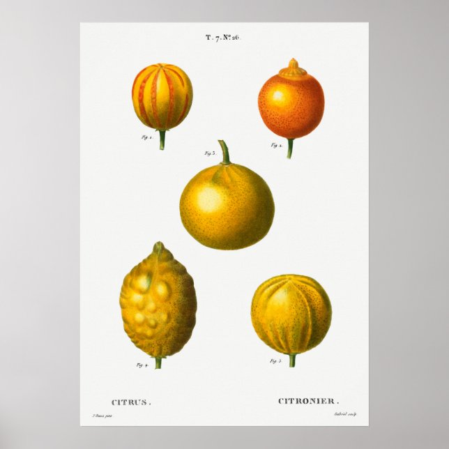 Vintage botanische Illustration Poster (Vorne)
