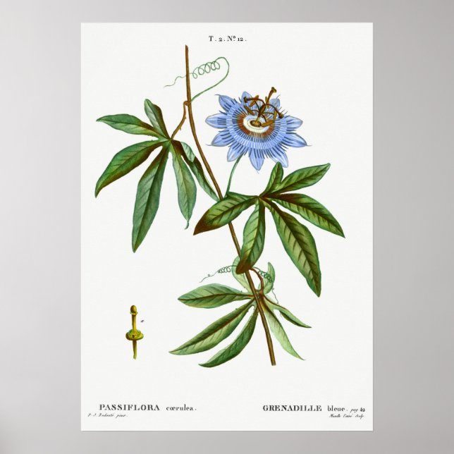 Vintage botanische Illustration Poster (Vorne)