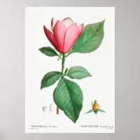 Vintage botanische Illustration