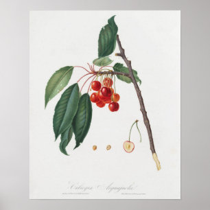 Vintage botanische Illustration Poster