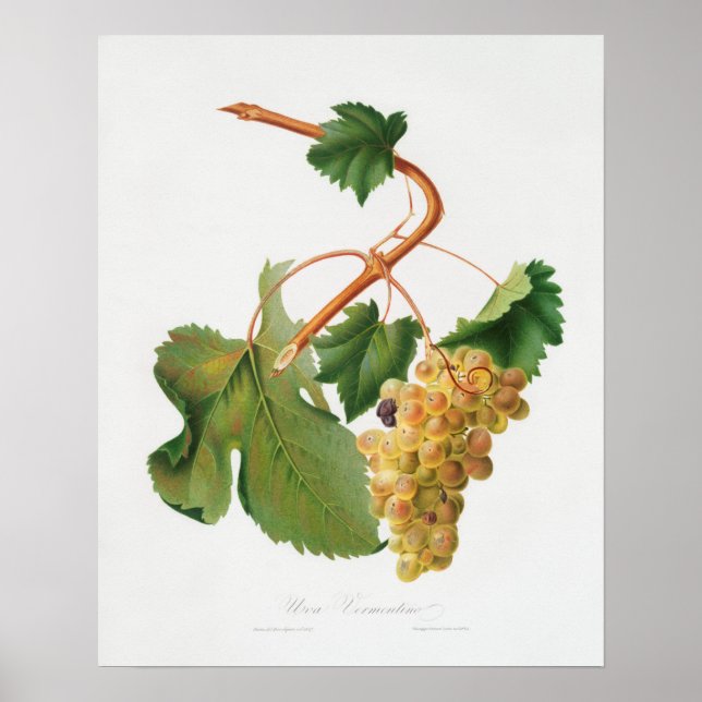 Vintage botanische Illustration Poster (Vorne)