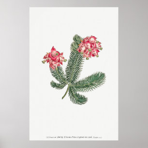 Vintage botanische Illustration Poster