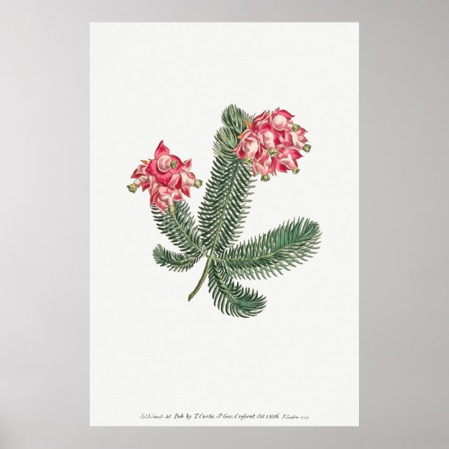 Vintage botanische Illustration Poster (Vorne)