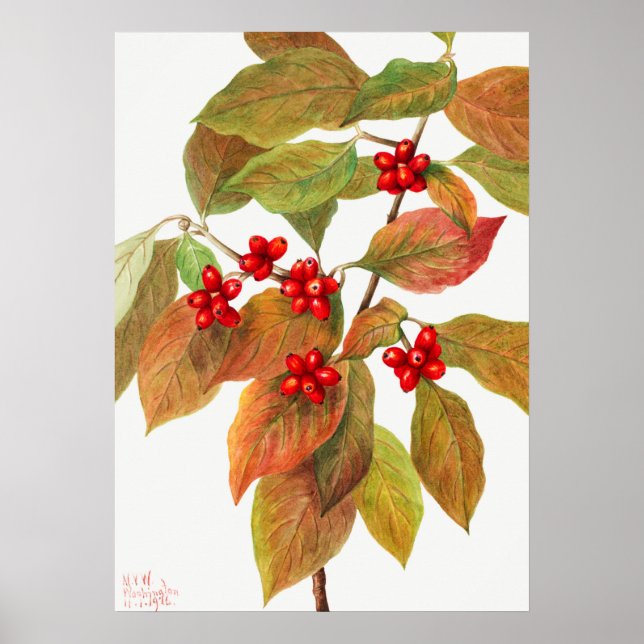 Vintage botanische Illustration Poster (Vorne)