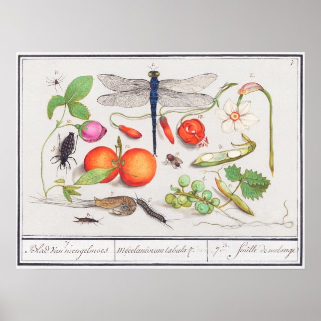Vintage botanische Illustration Poster (Vorne)