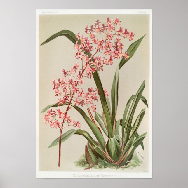 Vintage botanische Illustration Poster (Vorne)