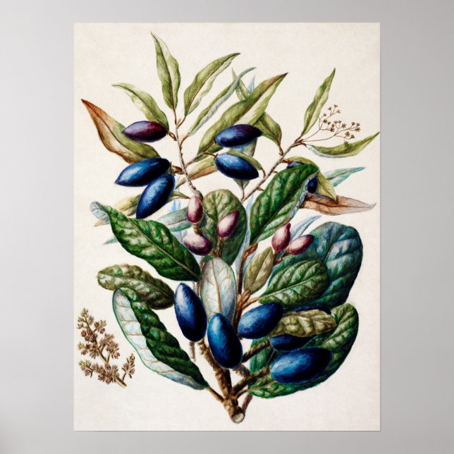 Vintage botanische Illustration Poster (Vorne)