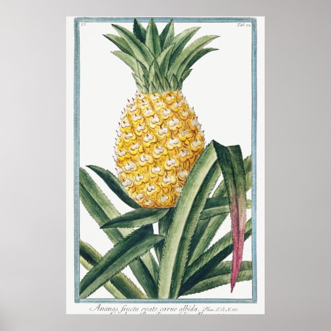 Vintage botanische Illustration Poster (Vorne)