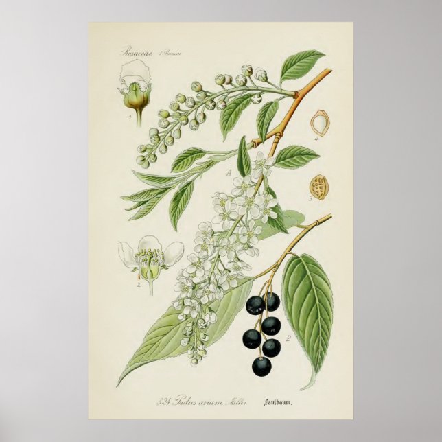 Vintage botanische Illustration Poster (Vorne)