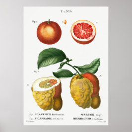 Vintage botanische Illustration Poster
