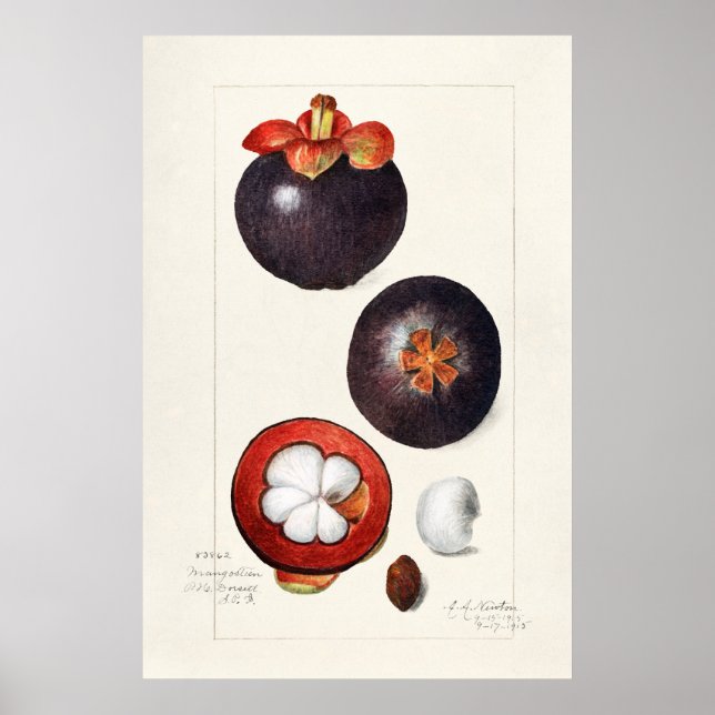 Vintage botanische Illustration Poster (Vorne)