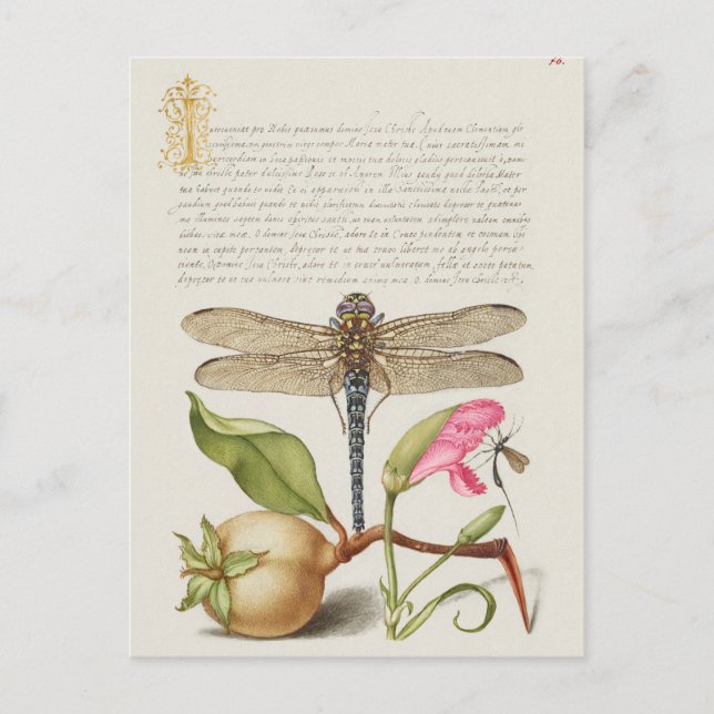 Vintage botanische Illustration Postkarte (Vorderseite)
