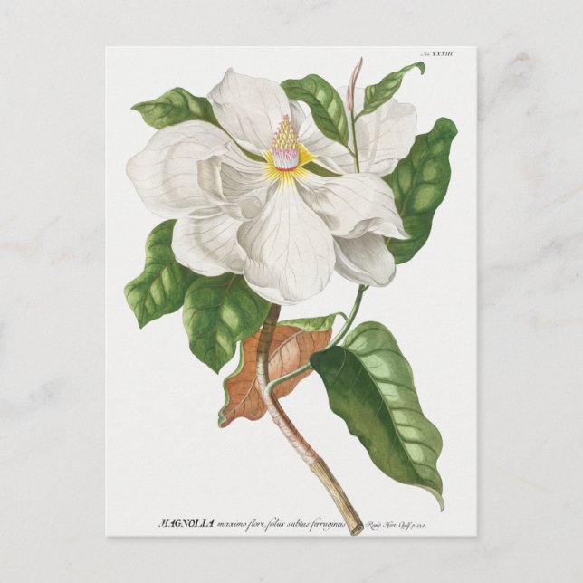 Vintage botanische Illustration Postkarte (Vorderseite)