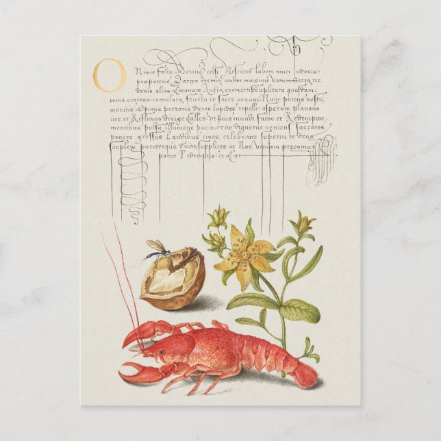 Vintage botanische Illustration Postkarte (Vorderseite)