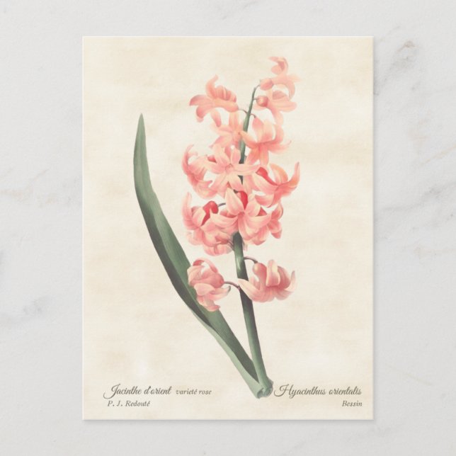Vintage botanische Illustration Postkarte (Vorderseite)