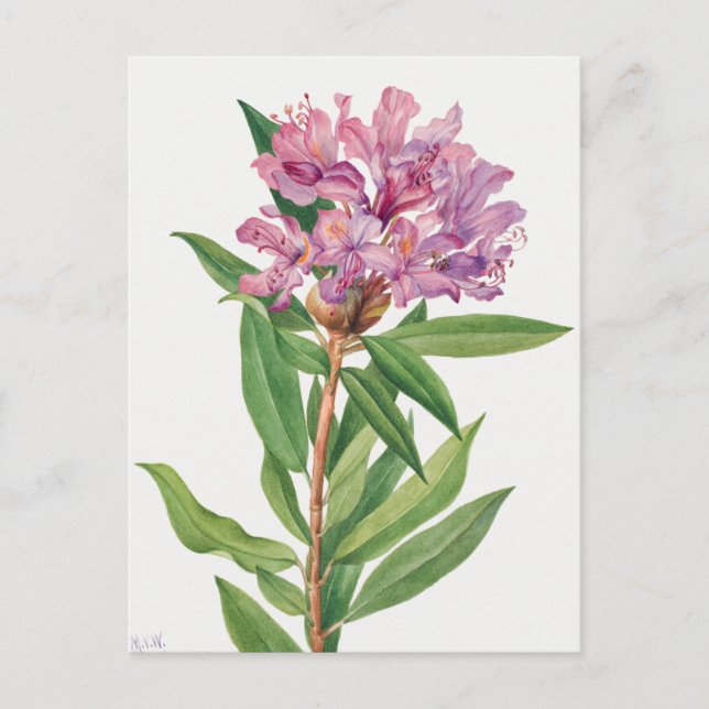 Vintage botanische Illustration Postkarte (Vorderseite)