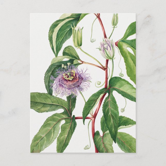 Vintage botanische Illustration Postkarte (Vorderseite)