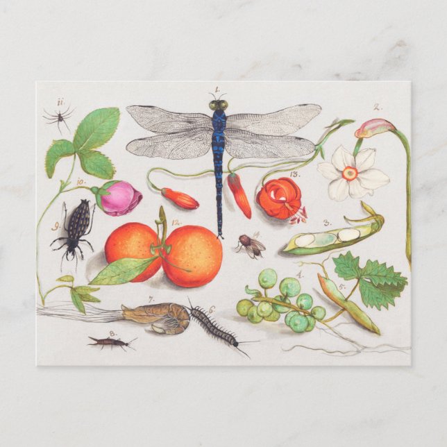 Vintage botanische Illustration Postkarte (Vorderseite)