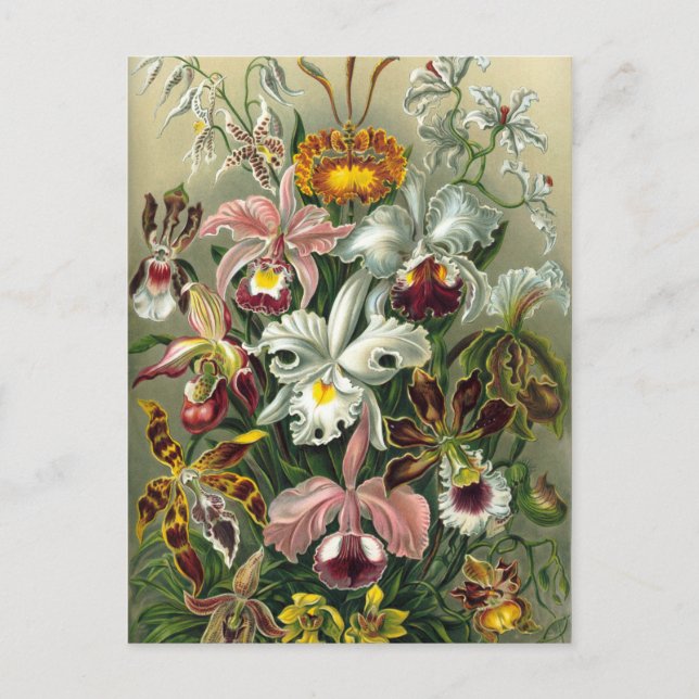 Vintage botanische Illustration Postkarte (Vorderseite)