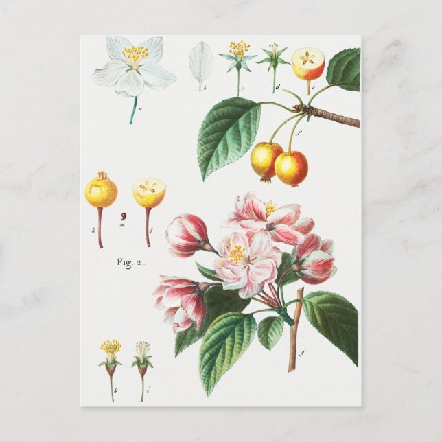 Vintage botanische Illustration Postkarte (Vorderseite)