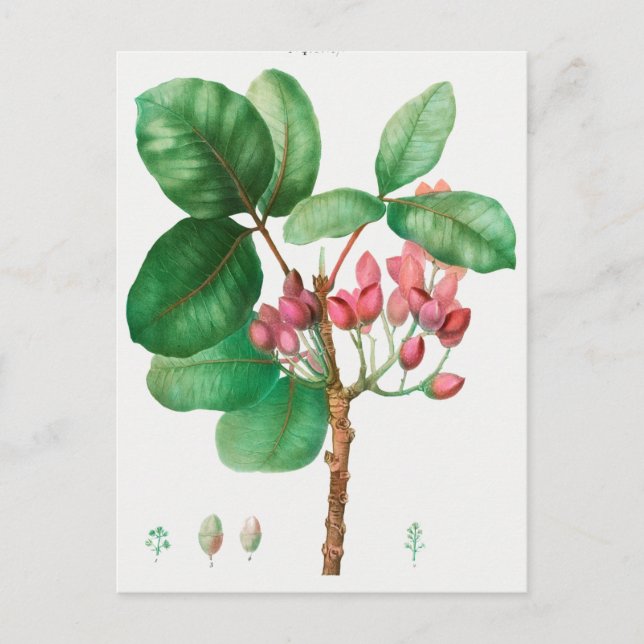 Vintage botanische Illustration Postkarte (Vorderseite)