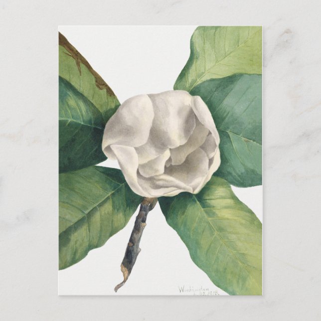 Vintage botanische Illustration Postkarte (Vorderseite)