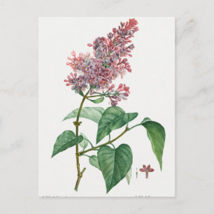 Vintage botanische Illustration Postkarte