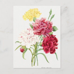 Vintage botanische Illustration Postkarte