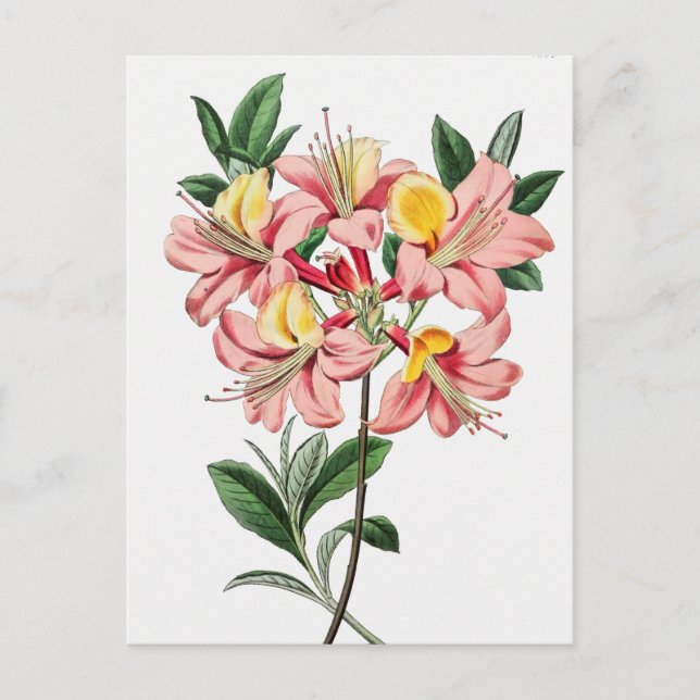 Vintage botanische Illustration Postkarte (Vorderseite)