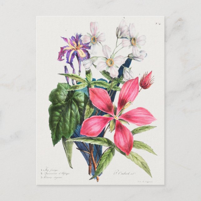Vintage botanische Illustration Postkarte (Vorderseite)